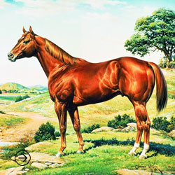 About the American Quarter Horse
