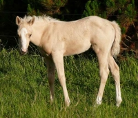 Filly - Gotta Golden Diva (pending)