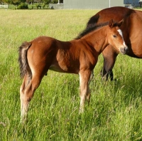 Colt - Gotta Blazin Arrow (pending)