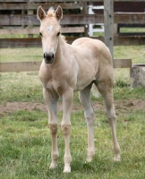 Filly - Smartie Pants (pending)