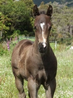 Colt - Kawatiris Lookin Cool