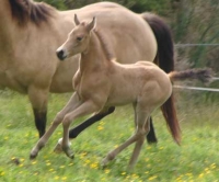 Colt - Kawatiris Dunit Good