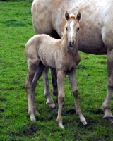 Ad A Little Wimpy – filly