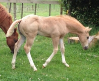 GB Ima Wimp Too – colt